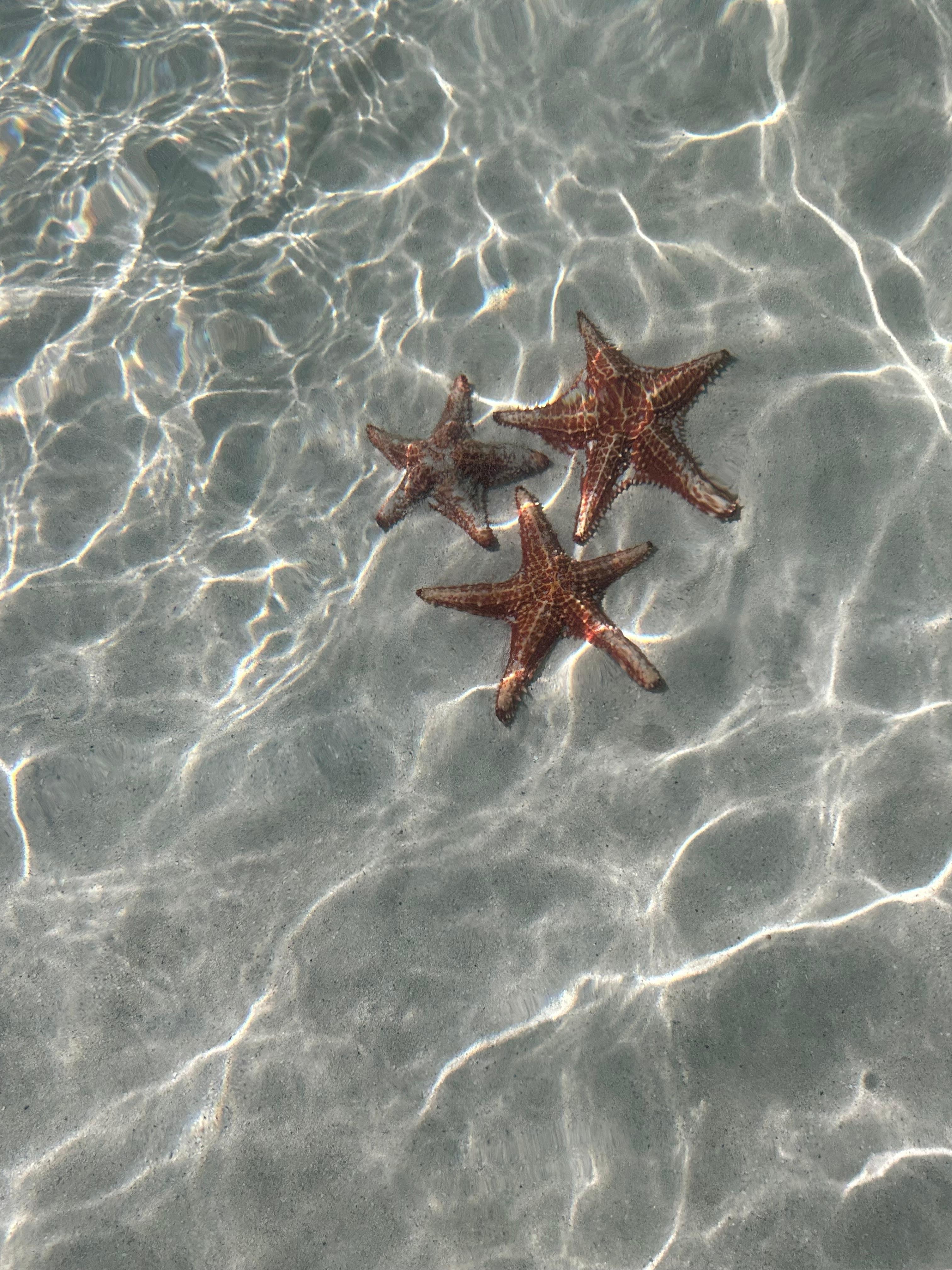 Starfish Point delivered!