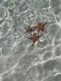 Starfish Point delivered!