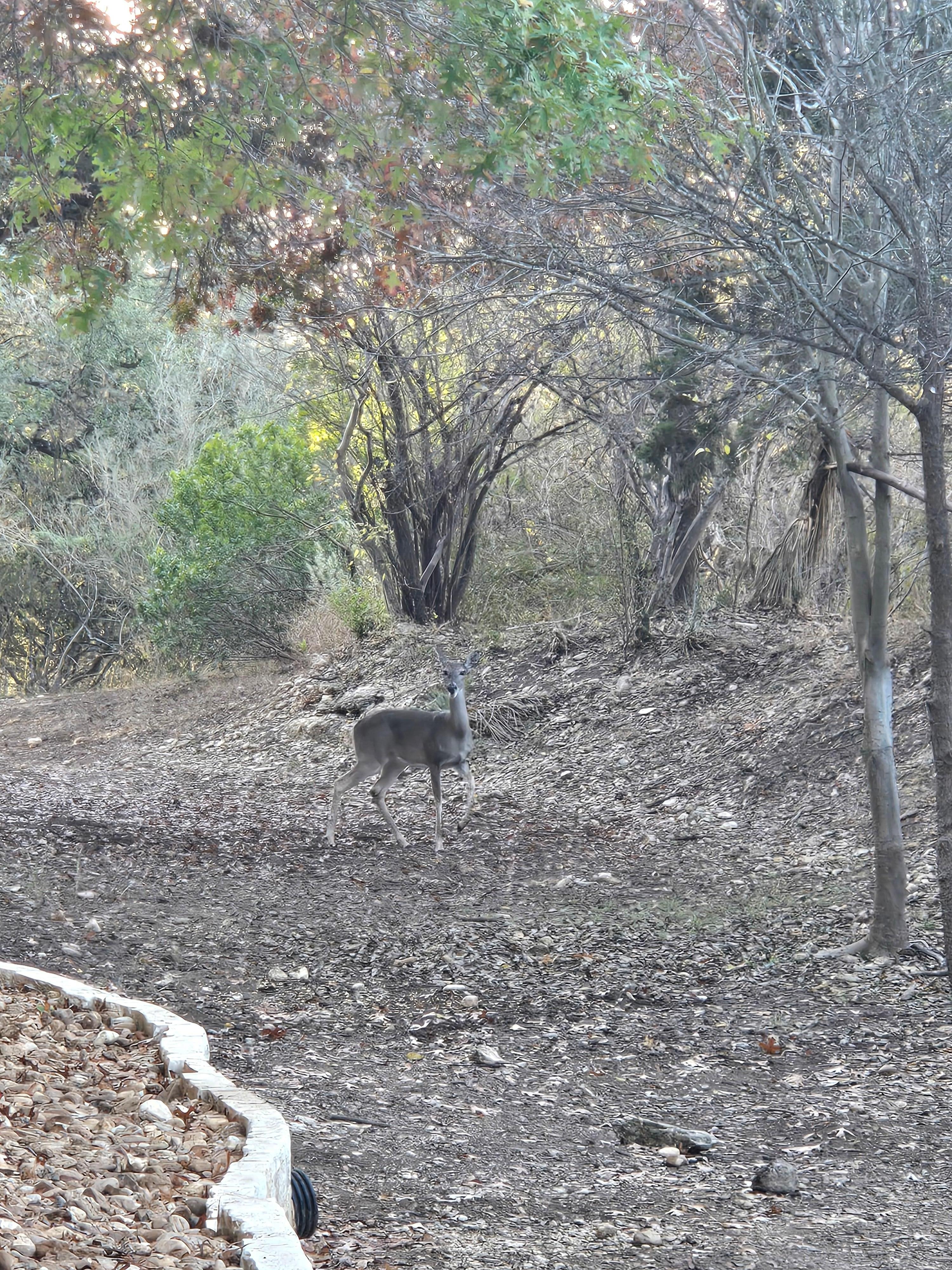 Deer from our patio. 