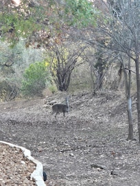 Deer from our patio.
