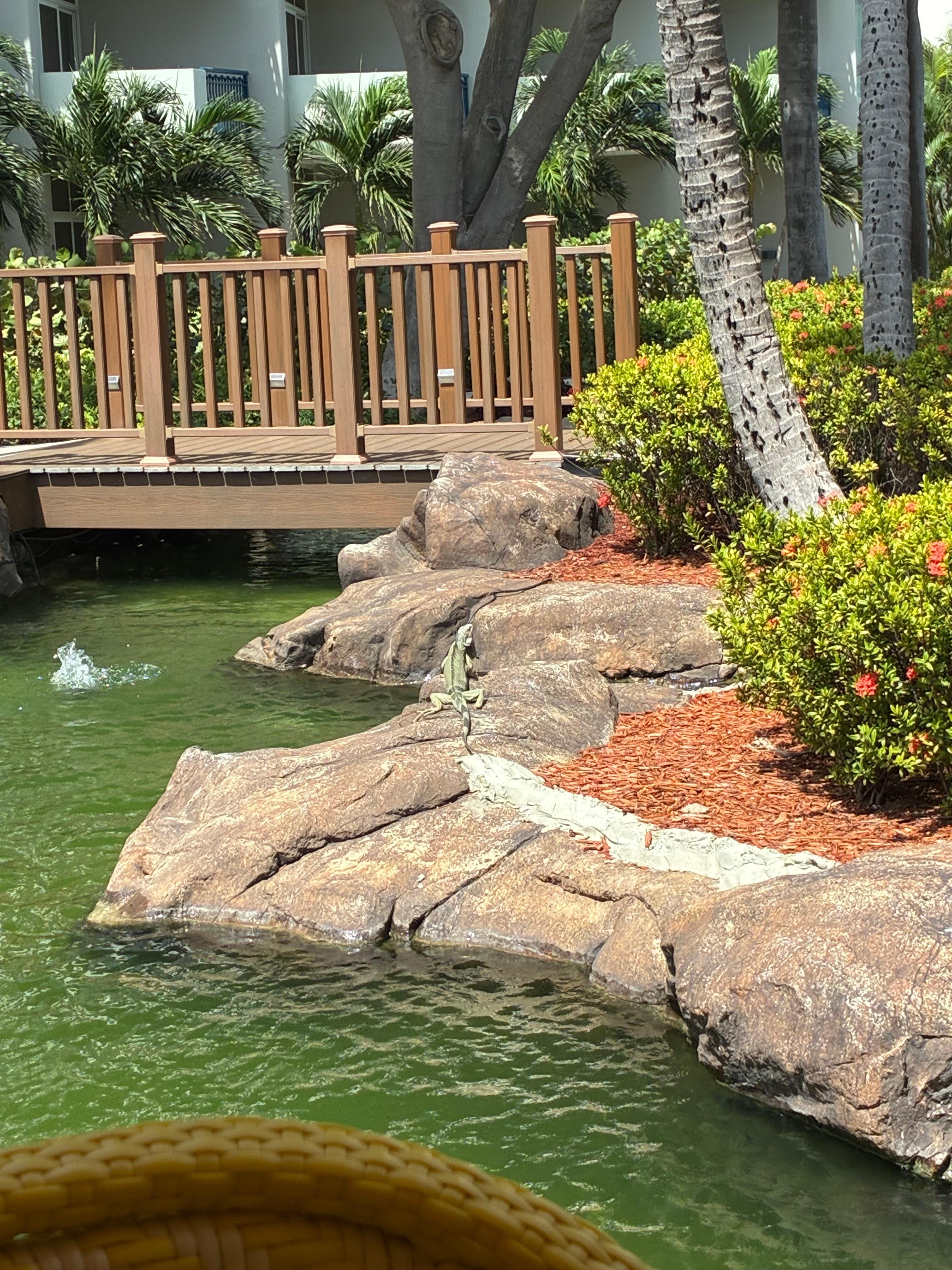 Watching the wildlife every morning at breakfast. 