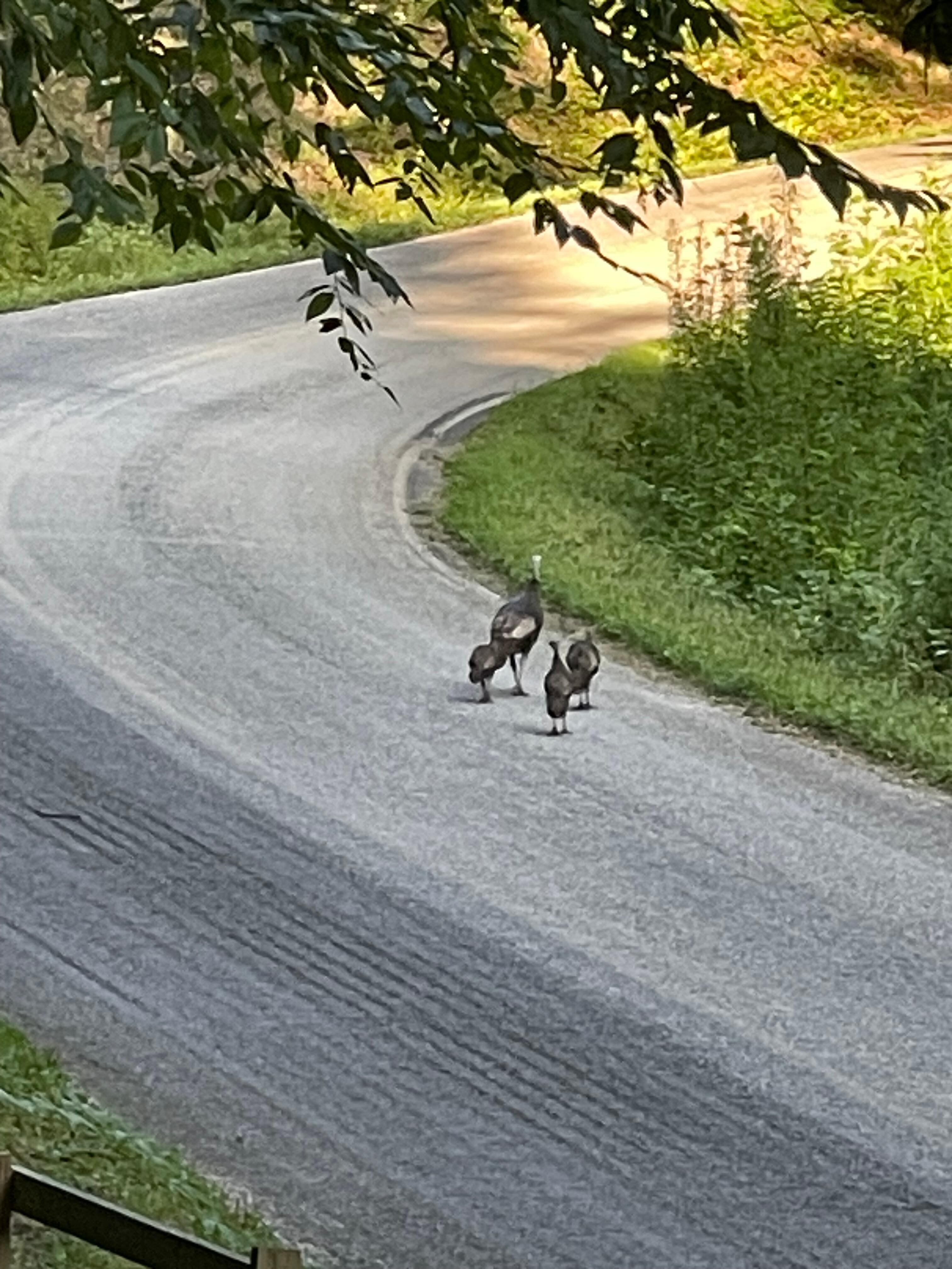 Wild turkeys strutting up the bend.