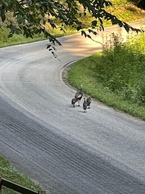 Wild turkeys strutting up the bend.