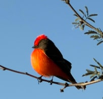 Saw this guy while walking in the neighborhood.