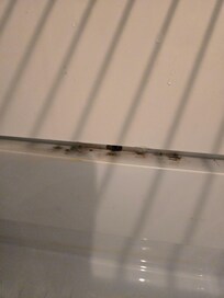 Dirty fridge