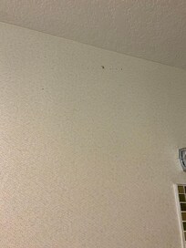 Mold on the wall