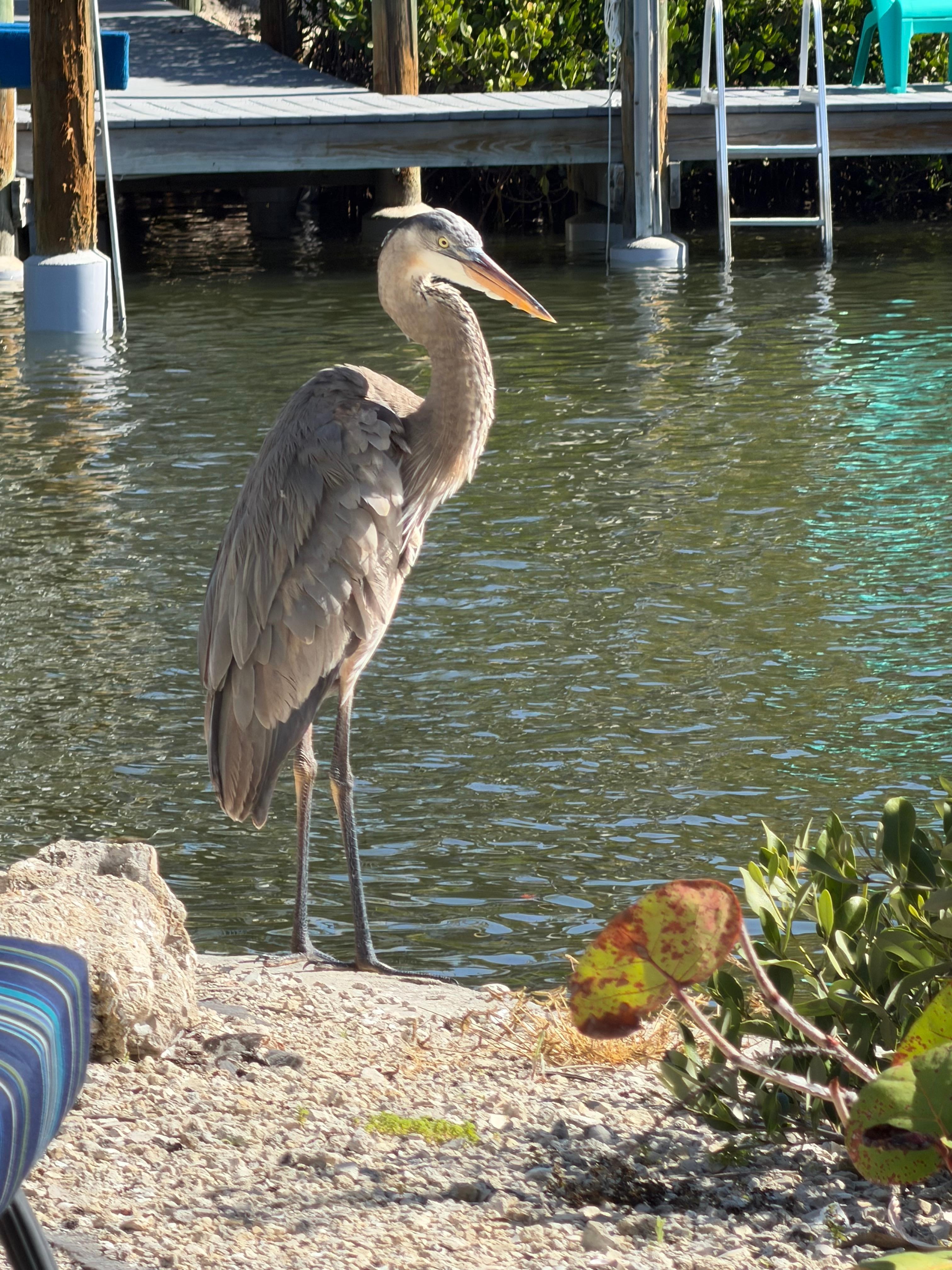 Morning patio visitor