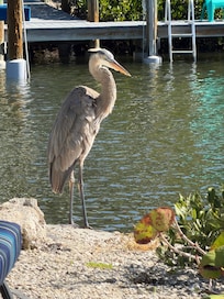 Morning patio visitor