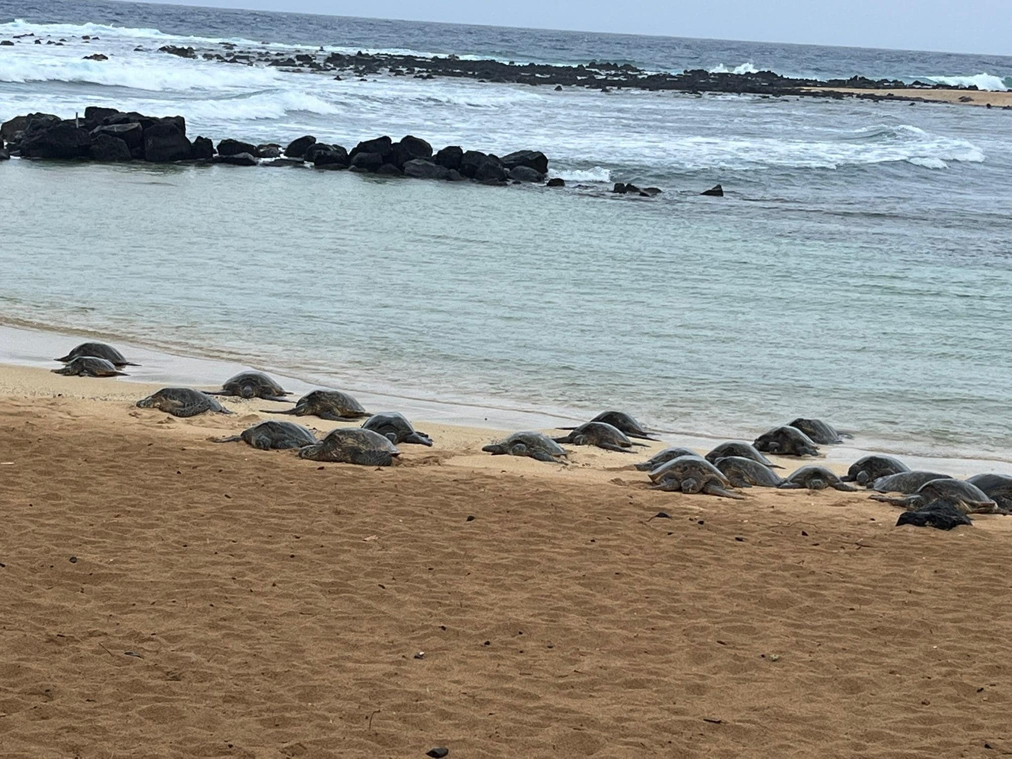 There were 32 turtles on Poipu Beach one day.