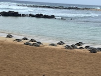 There were 32 turtles on Poipu Beach one day.