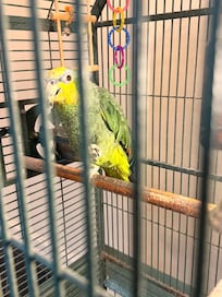 Misha parrot