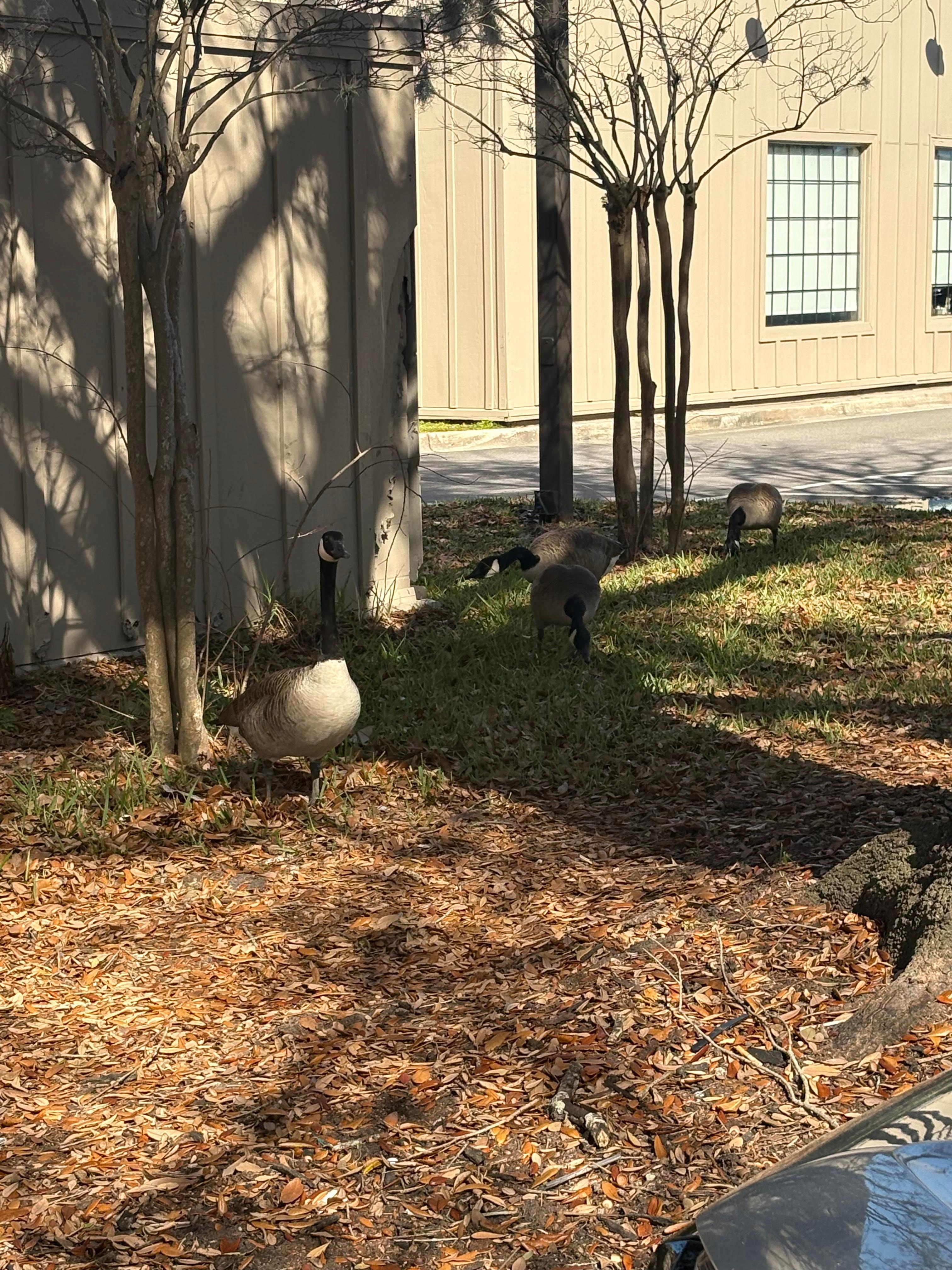 Lots of pretty ducks surround the property. 