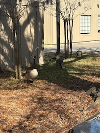 Lots of pretty ducks surround the property.