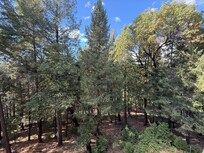 surrounding forest