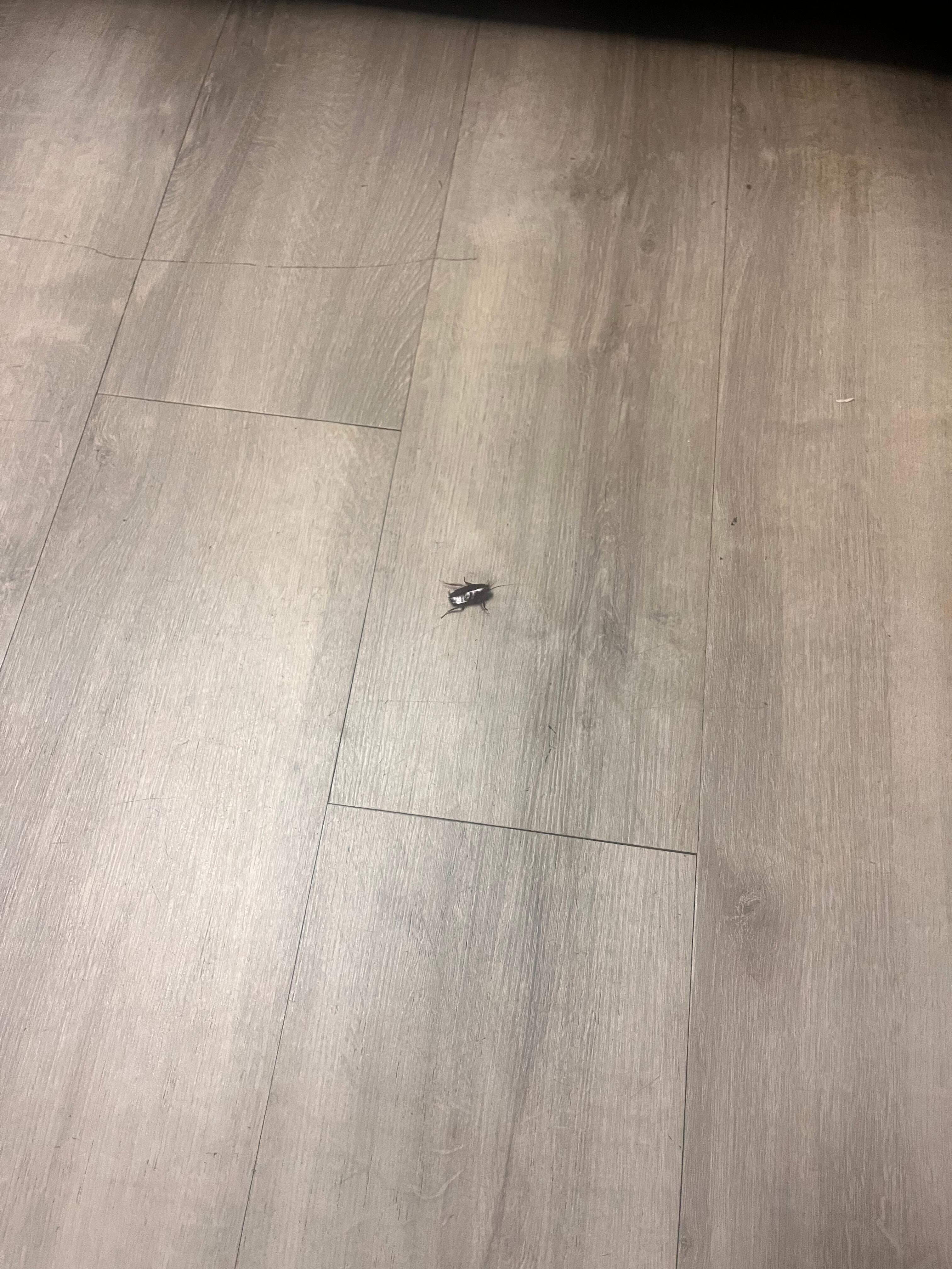 Cockroach