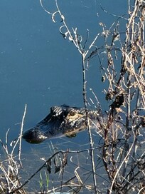 Cool stuff, wild life backside of resort.