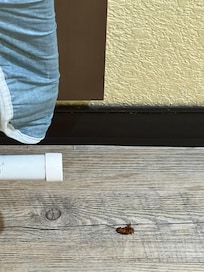 Roach found in the room.