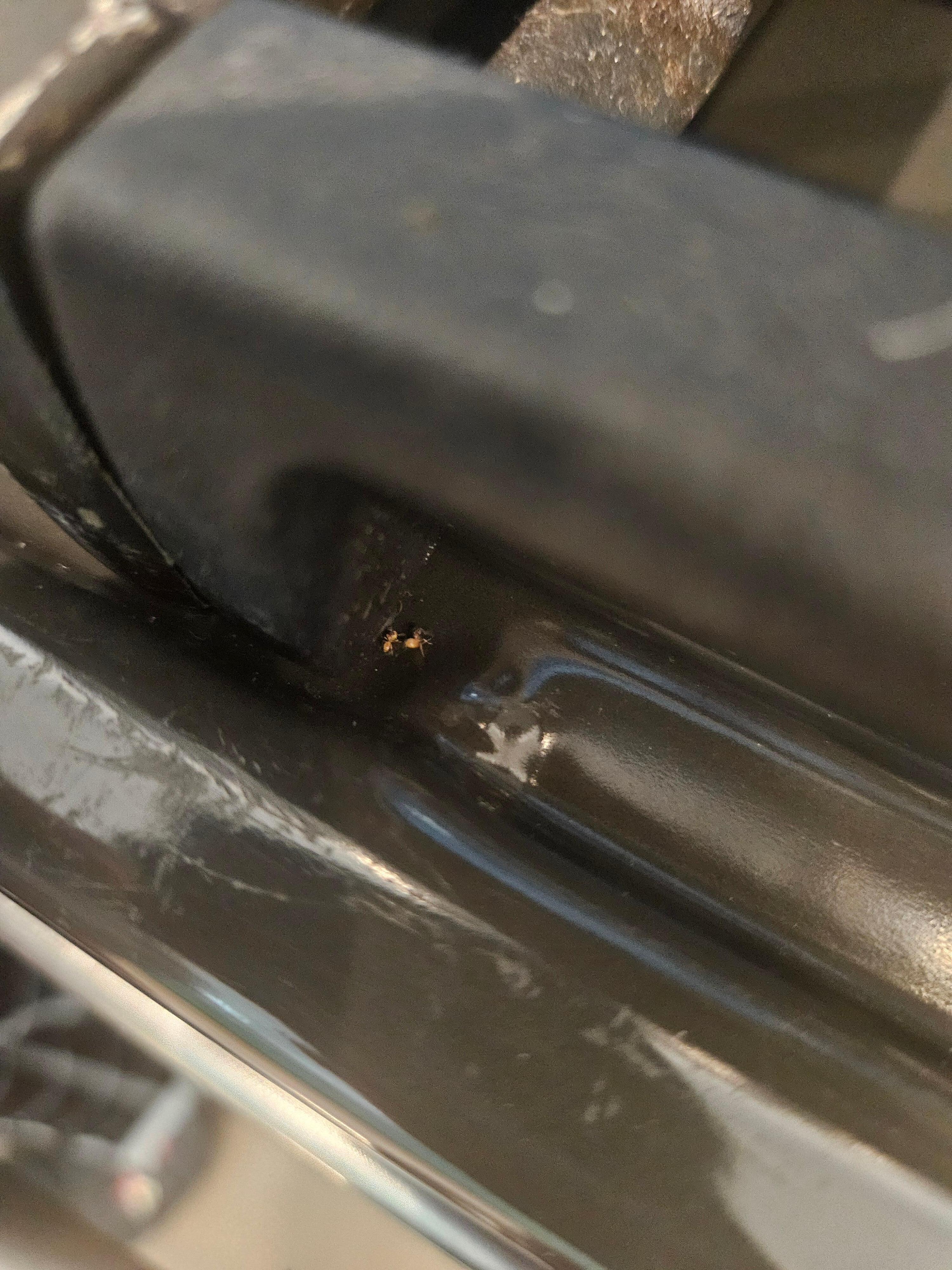 Ants on the stove as we try and cook