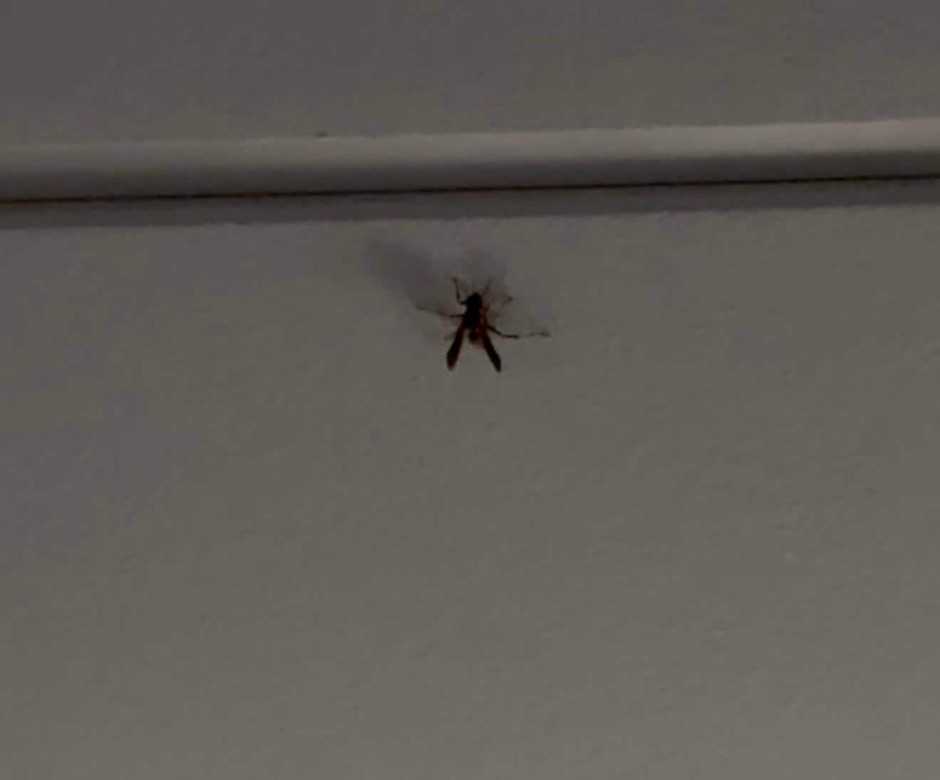 Wasp flying outside our room on 2nd floor