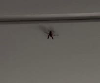 Wasp flying outside our room on 2nd floor