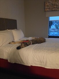 Winnie couldn't wait to hit the Bed. The Beds were oh so comfy