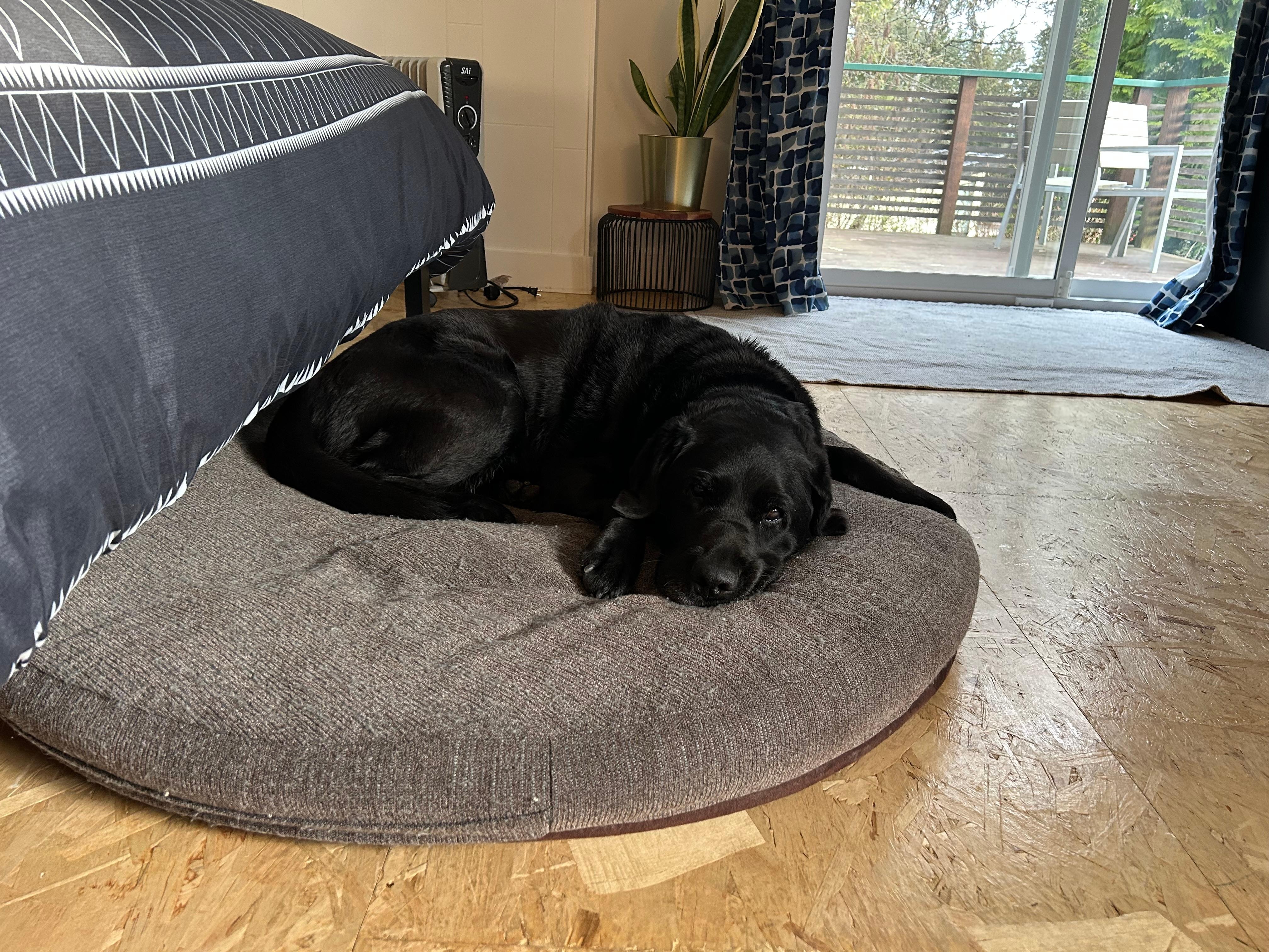 Comfy dog bed!