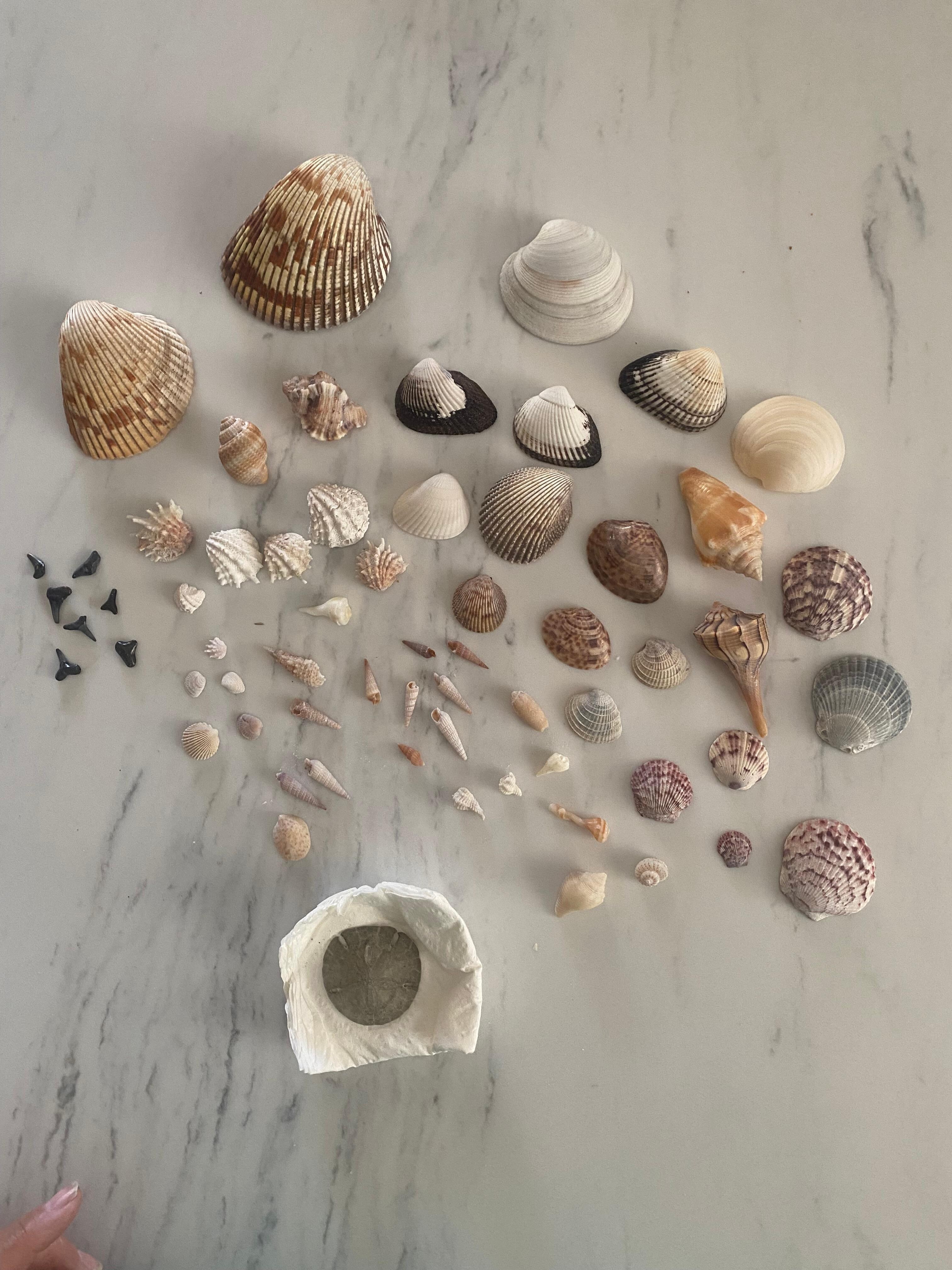 Found lots of different kinds of shells. Sand dollar was dried up when I found it. 