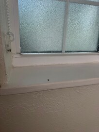 Windows had cracks and bugs on them