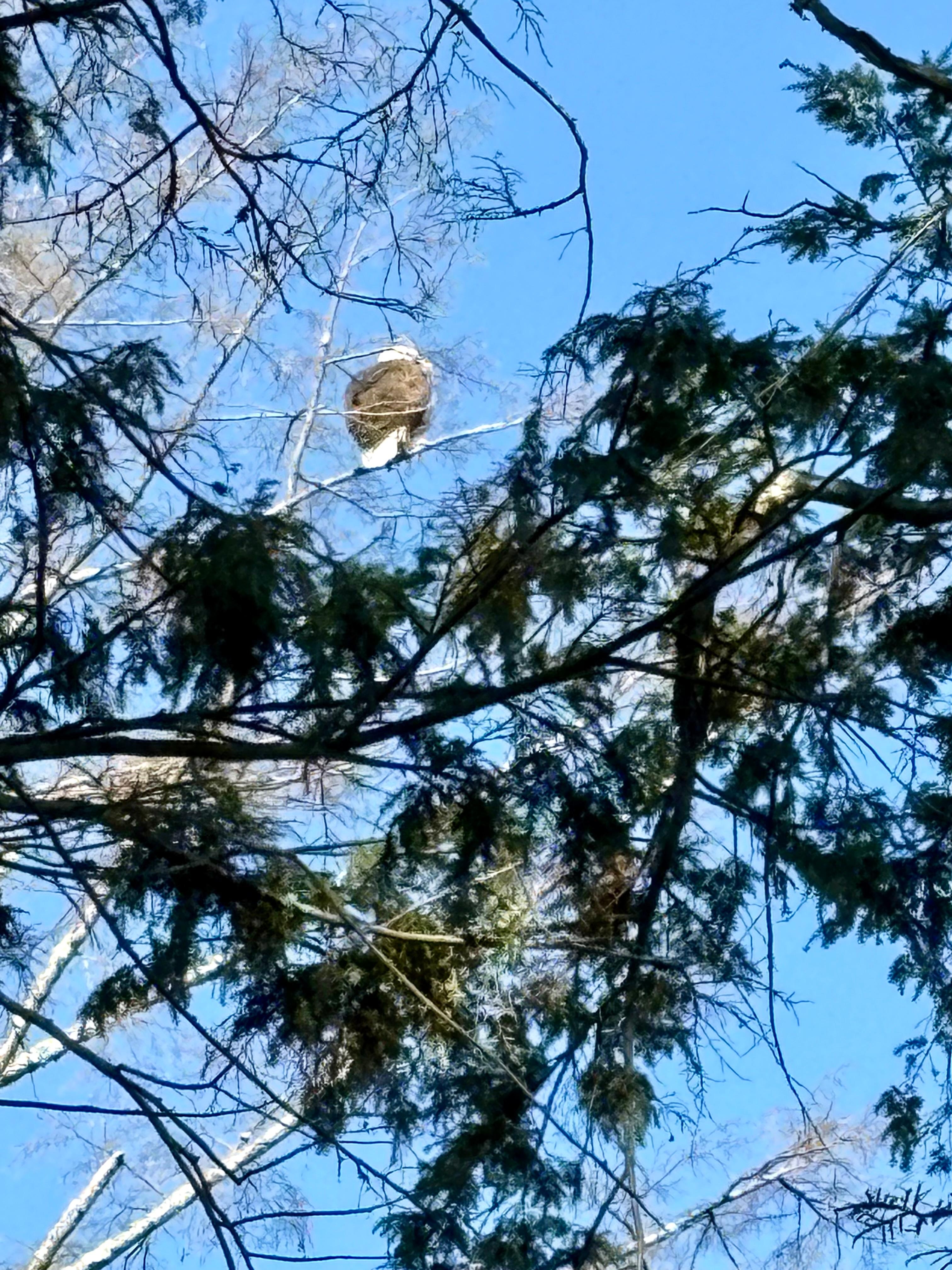 The local eagle paid a visit