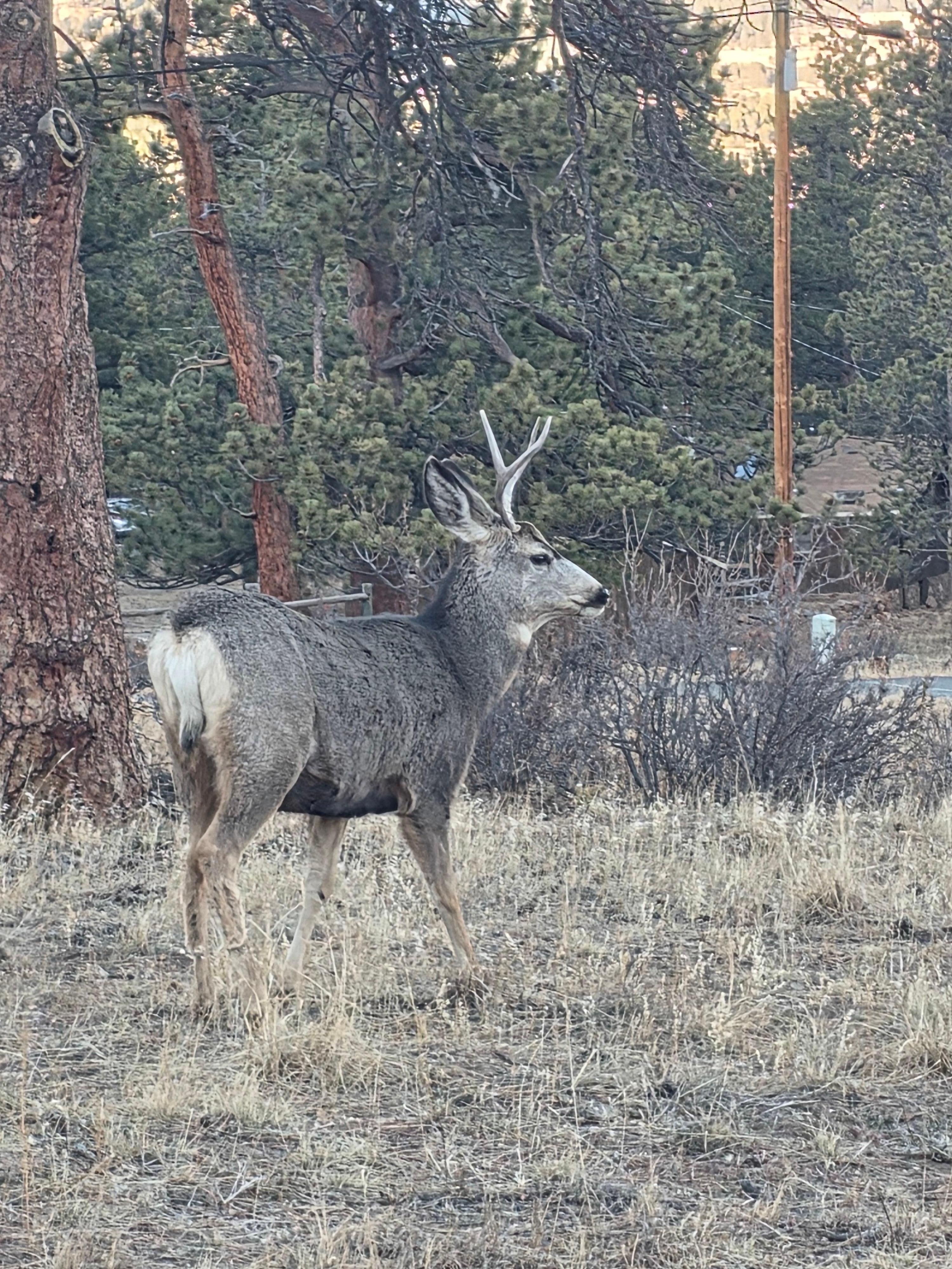 Deer sighting from the deck