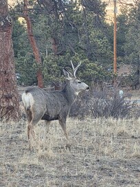 Deer sighting from the deck
