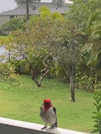cardinal outside kitchen window