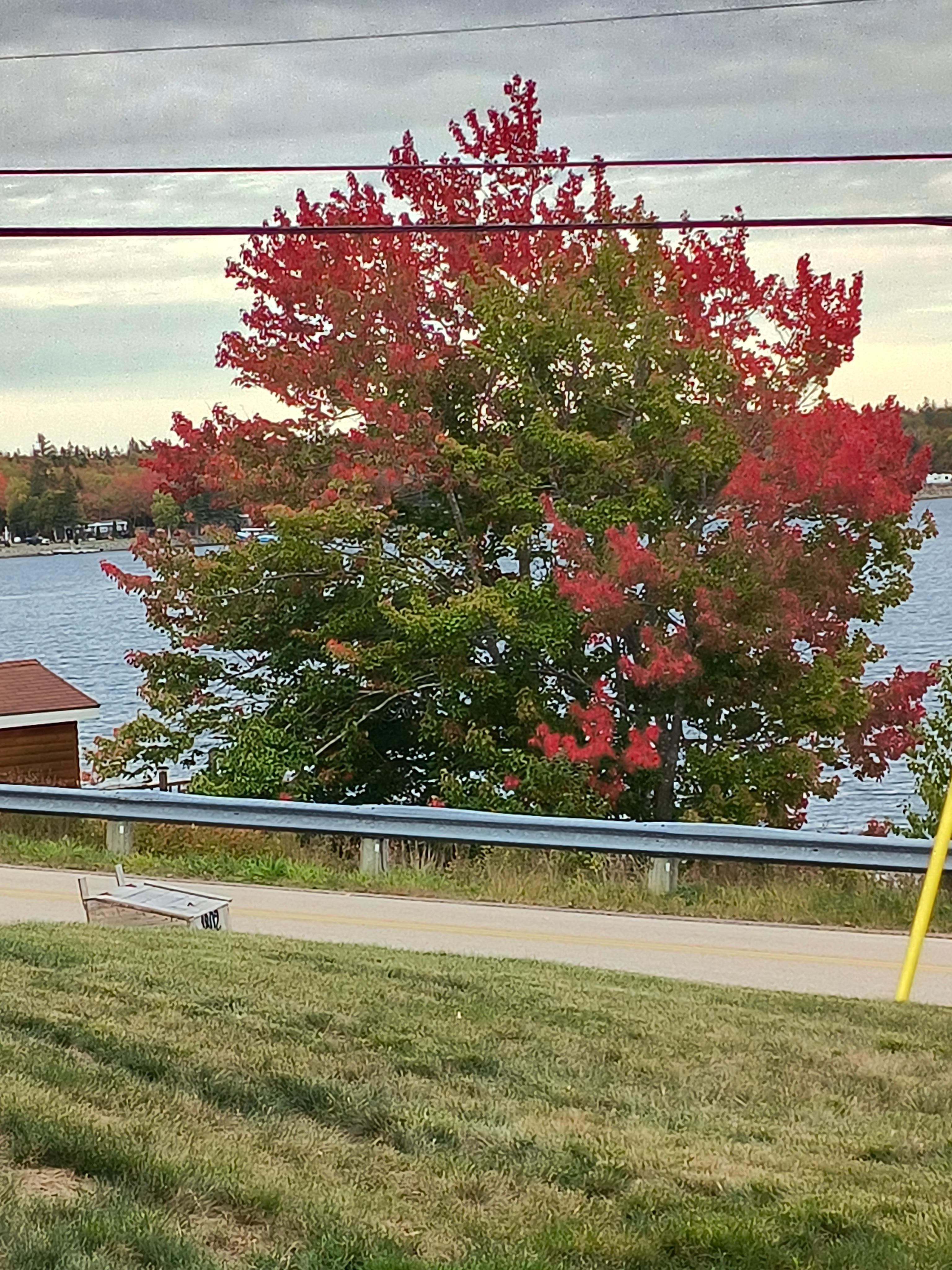 Tree revealing it's autumn colours out front.