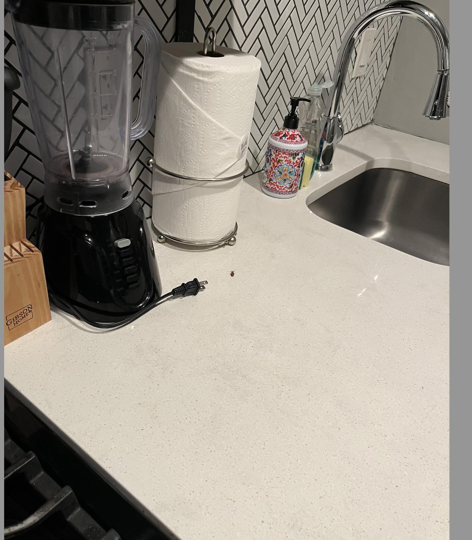 Dead cockroach on kitchen counter