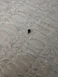 Something on the bedspread in room 422