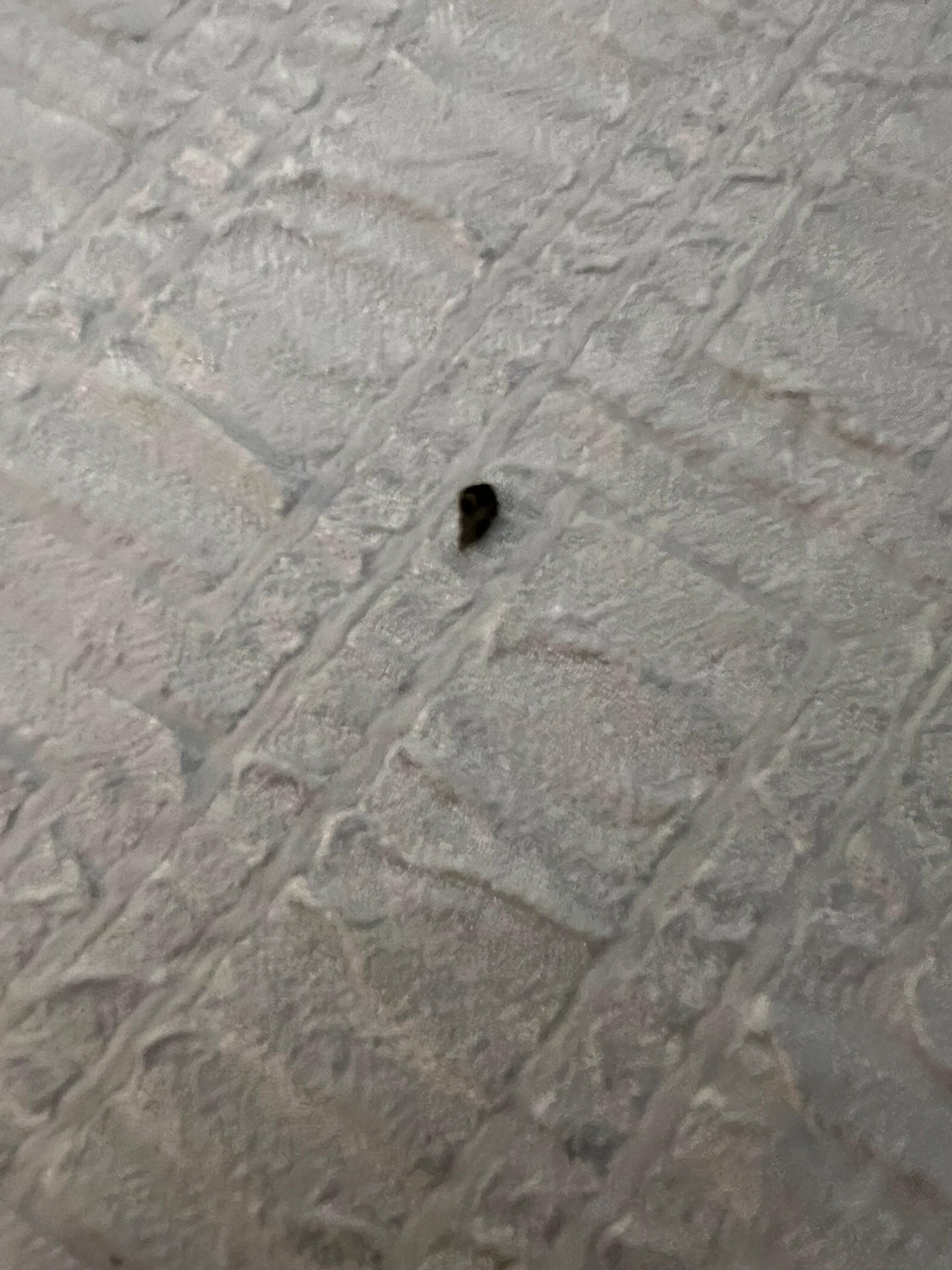 Something on the bedspread in room 422