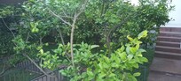 Fruit garden