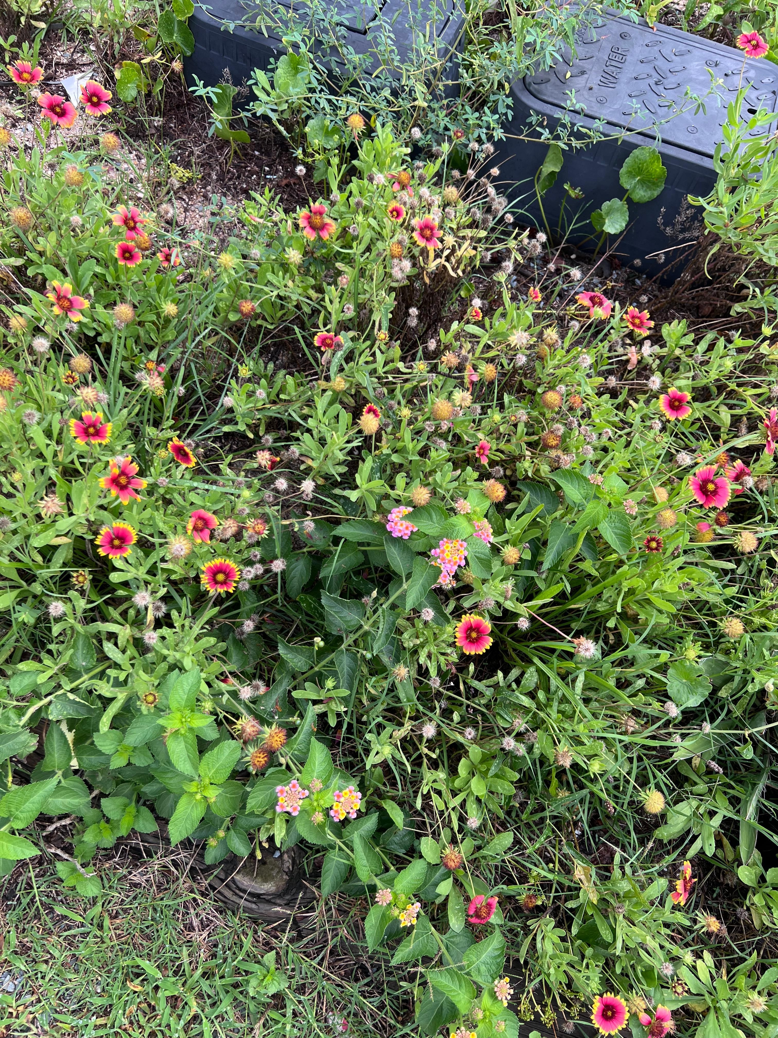 These flowers grow wild in this area and are my favorites. Lots of butterflies visiting.