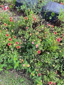 These flowers grow wild in this area and are my favorites. Lots of butterflies visiting.