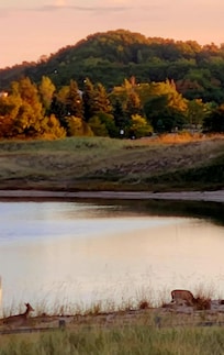 View in morning from balcony with deer.