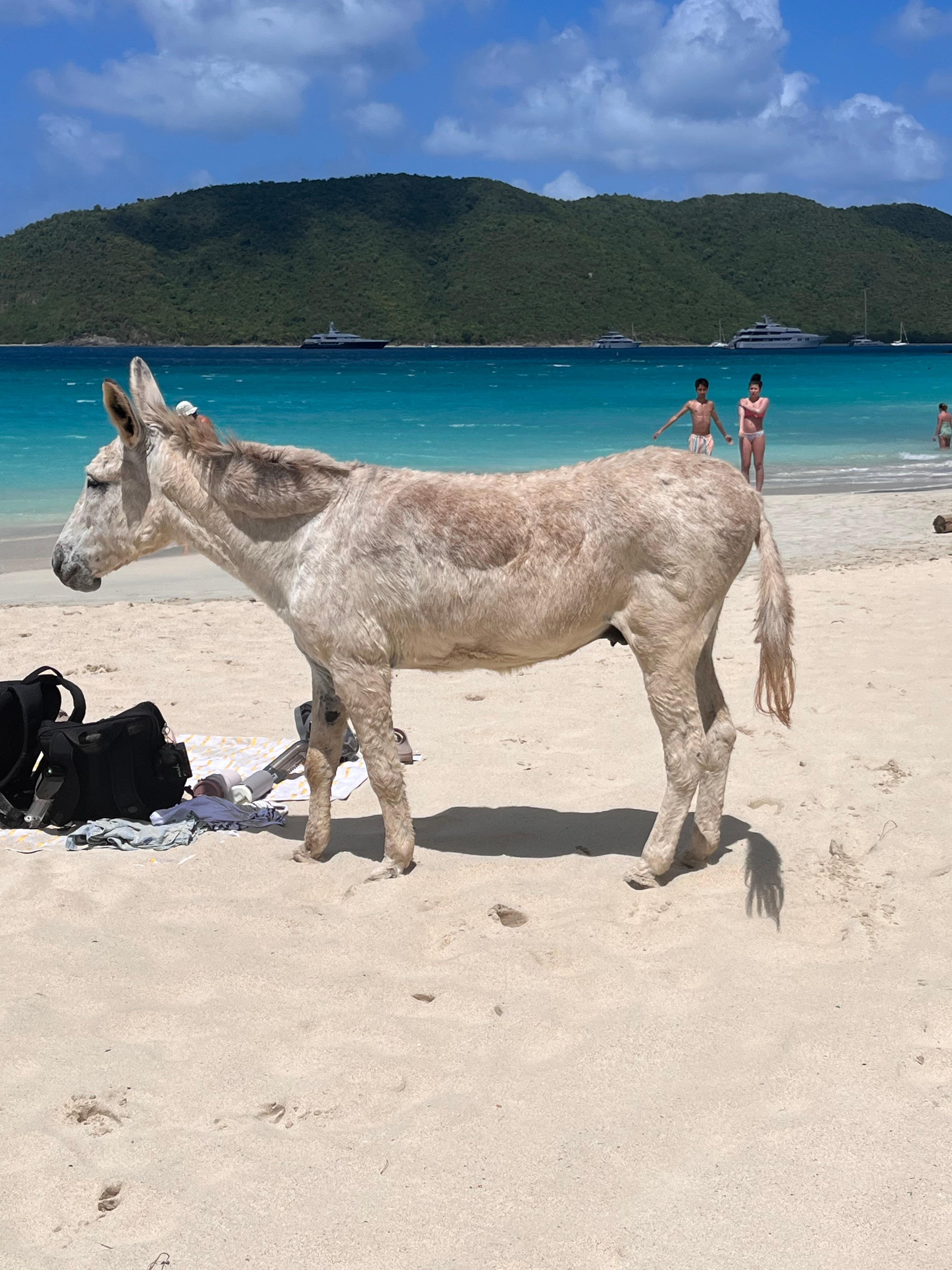 Visitor at Cinnemon Bay