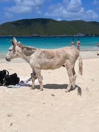 Visitor at Cinnemon Bay