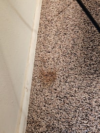 Stains in carpeting master bedroom