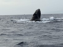 Whale Watching - super close up