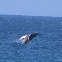 We could watch the whales from our balcony… I took this photo from the balcony!