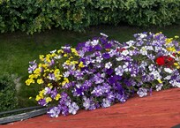 Lovely balcony flowers