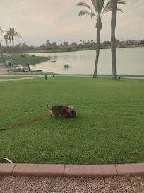 Stanley enjoying the grass and view of the lake.