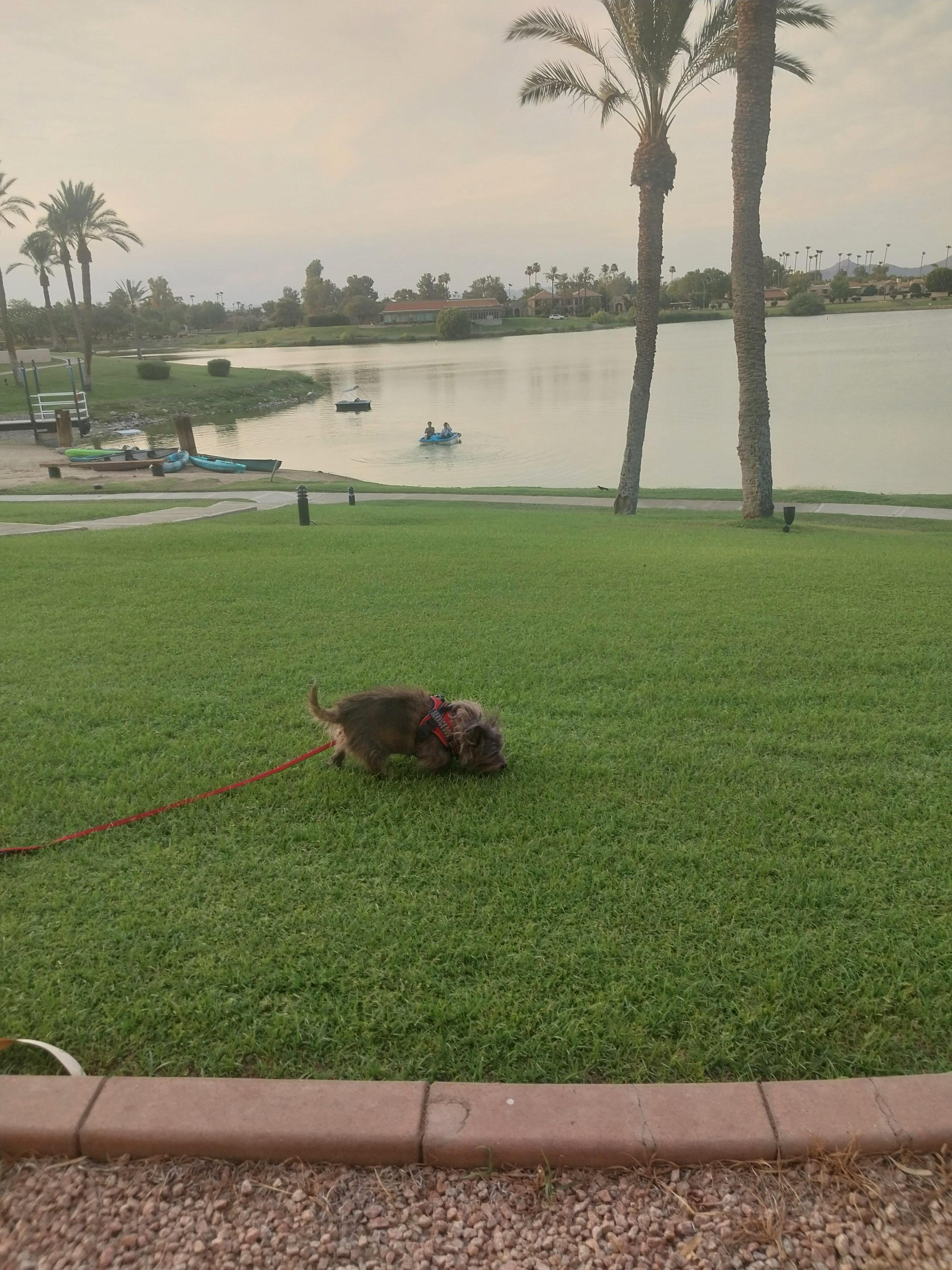 Stanley enjoying the grass and view of the lake.