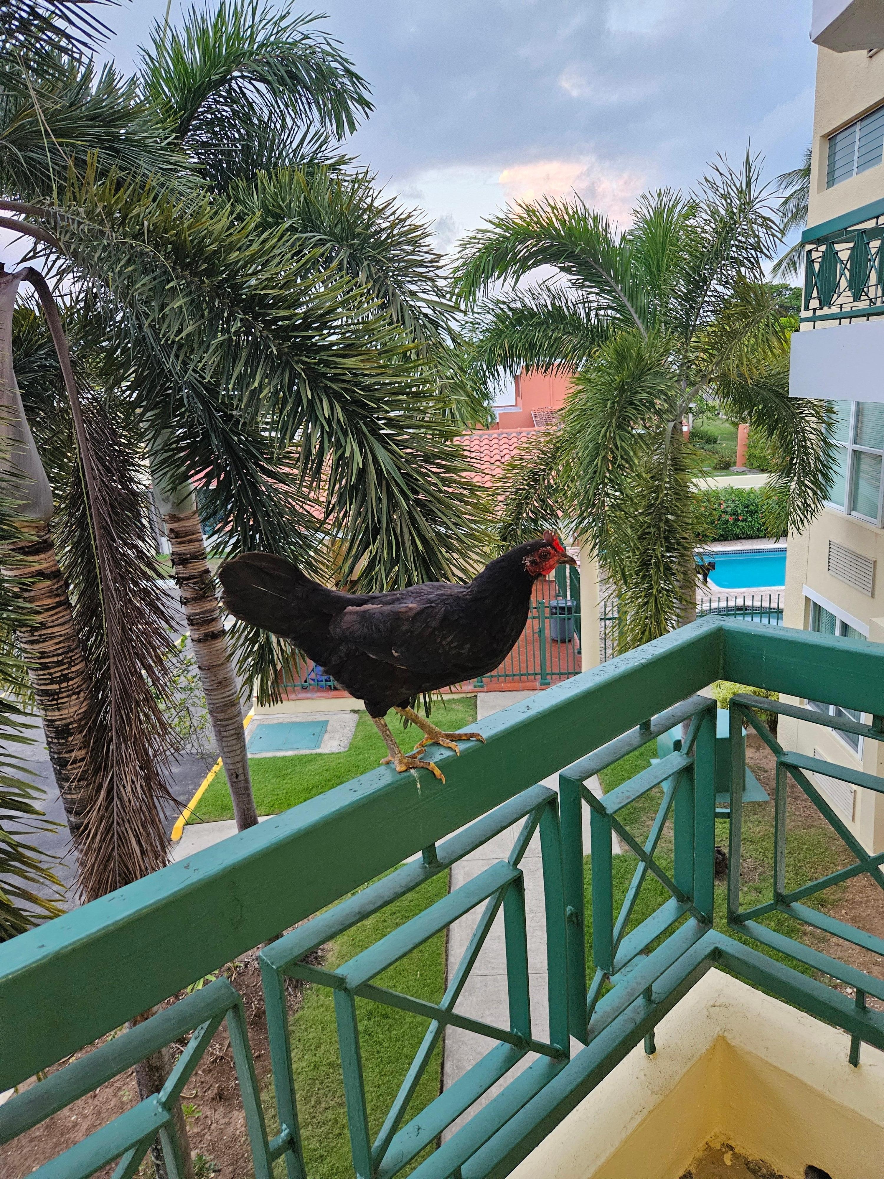 Our local friend we affectionately named Sir Cluck-A-Lot