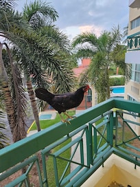 Our local friend we affectionately named Sir Cluck-A-Lot